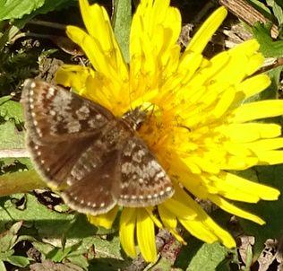 Erynnis tages